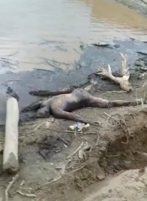 Brutal slaughter of Tigrayan civilians by Amhara militias in Humera, western Tigray