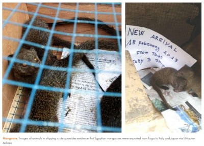 Mongoose. Images of animals in shipping crates provides evidence that Egyptian mongooses were exported from Togo to Italy and Japan via Ethiopian Airlines.